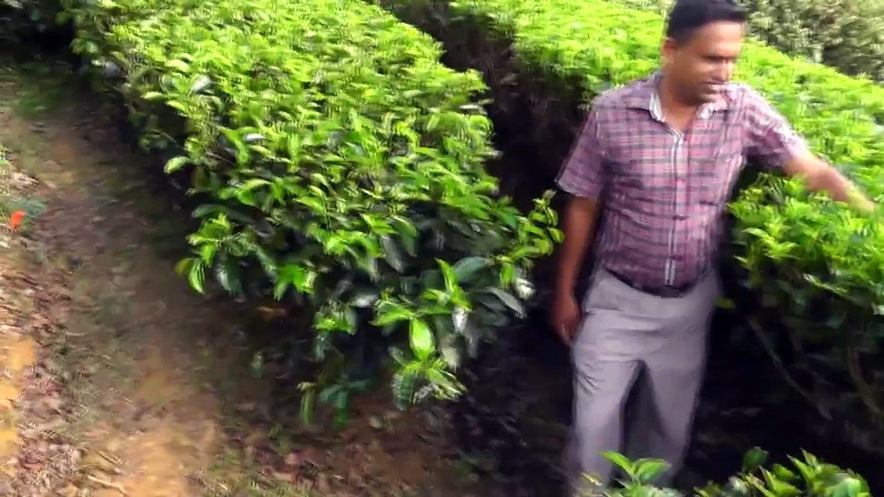 ШРИ ЛАНКА - НУВАРА ЭЛИЯ - ПЛАНТАЦИИ ЧАЯ