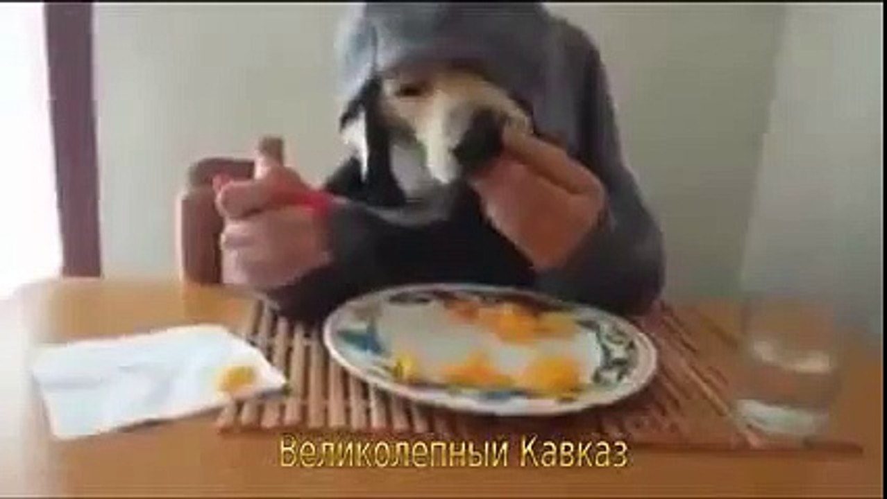 Ты не ты, когда голоден  Жестокий прикол