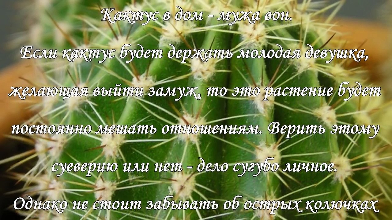 Кактус дома, приметы и суеверия