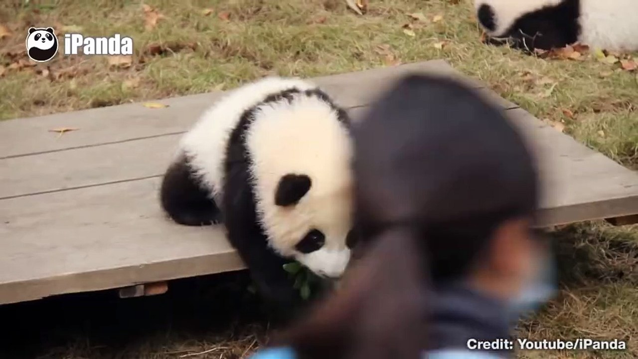 This is what happens when baby pandas just want to have fun