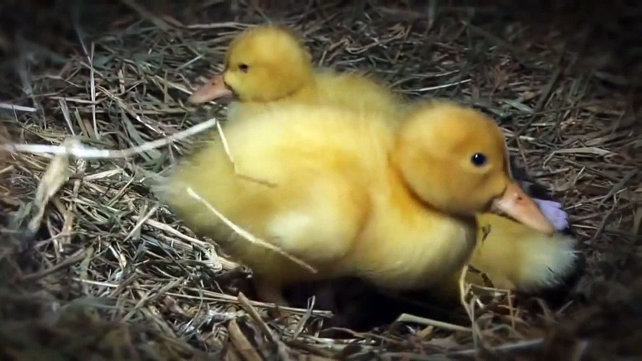 Мама кошка с котятами и утятами