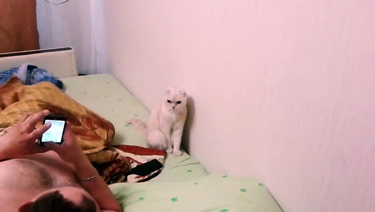 Кот патриот своей страны!=)