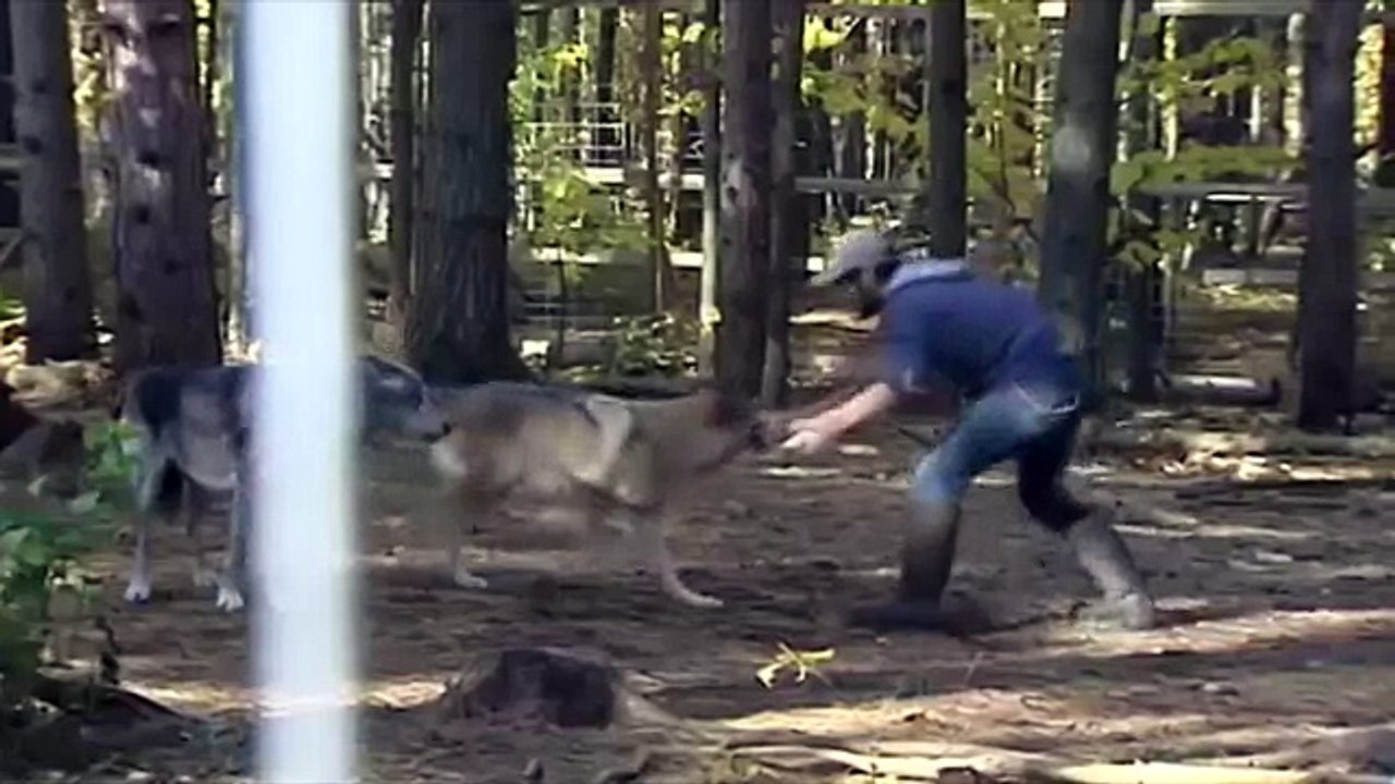 Отработка приемов борьбы на Волке