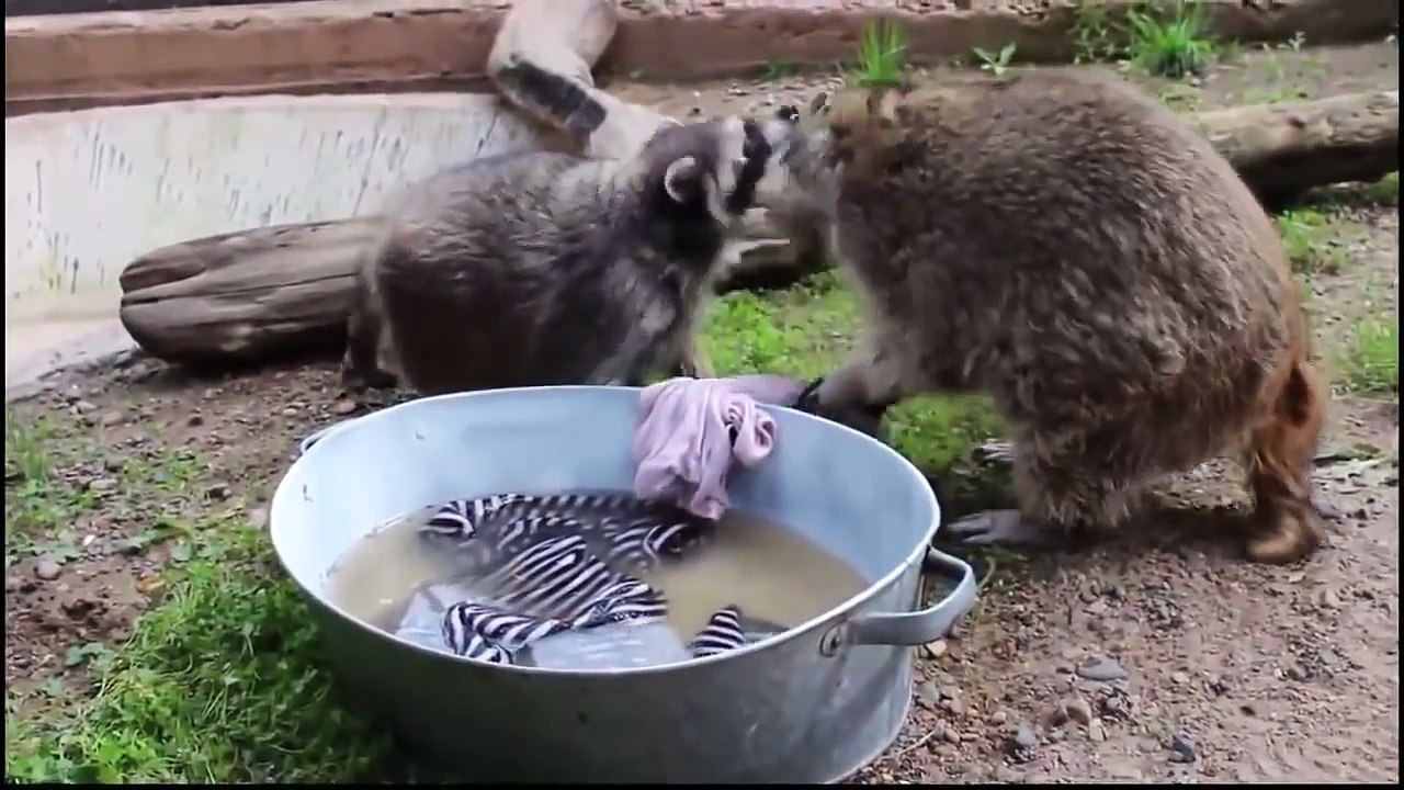 Бытовуха! Еноты затеяли стирку! Как это было )