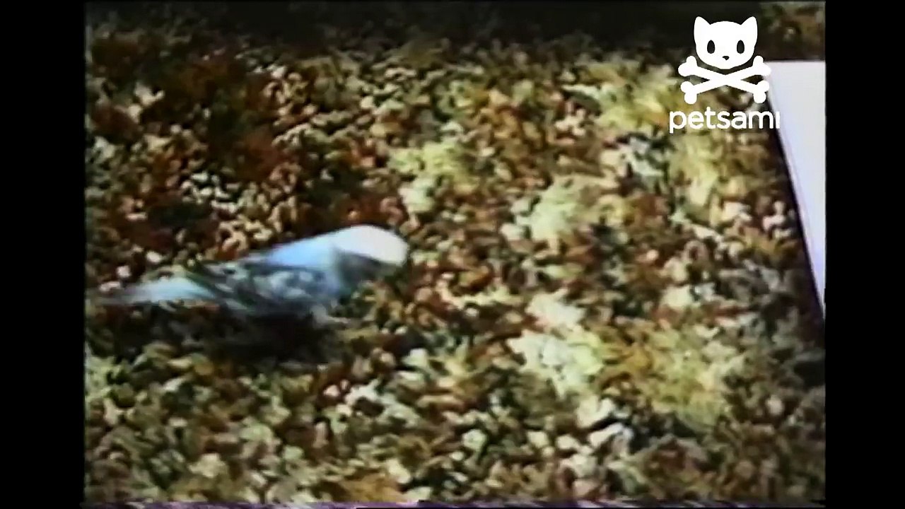 Bird completes a crazy obstacle course!