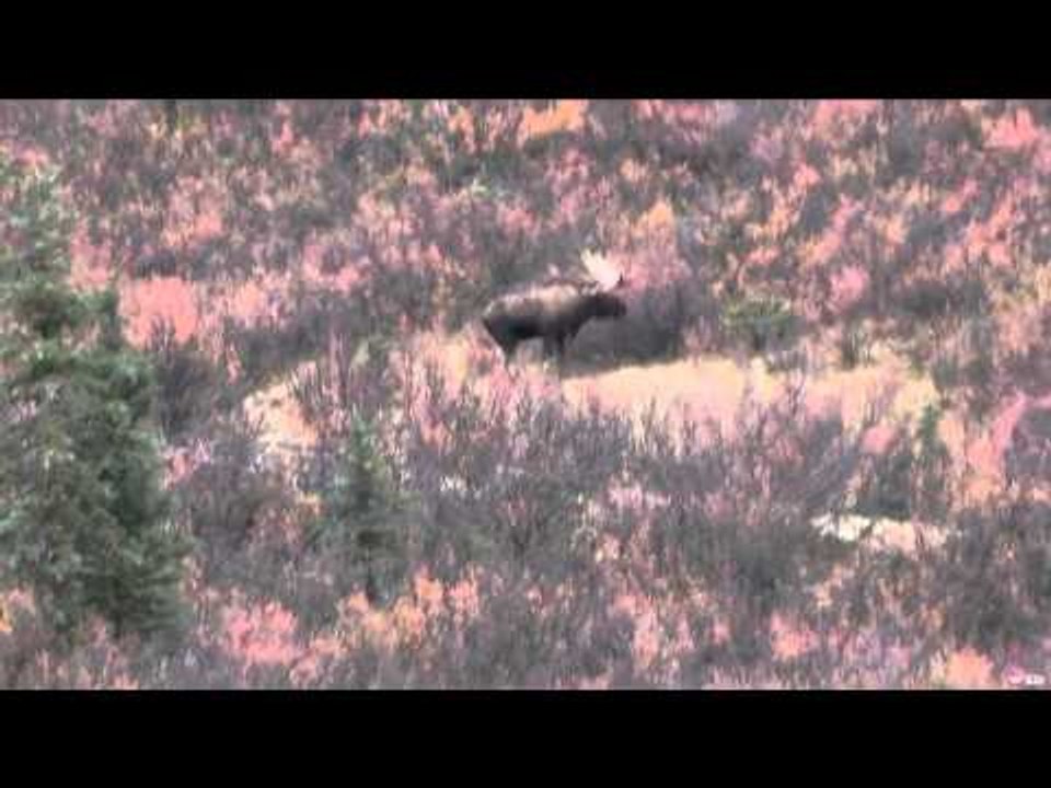 Live 2 Hunt - Highs & Lows