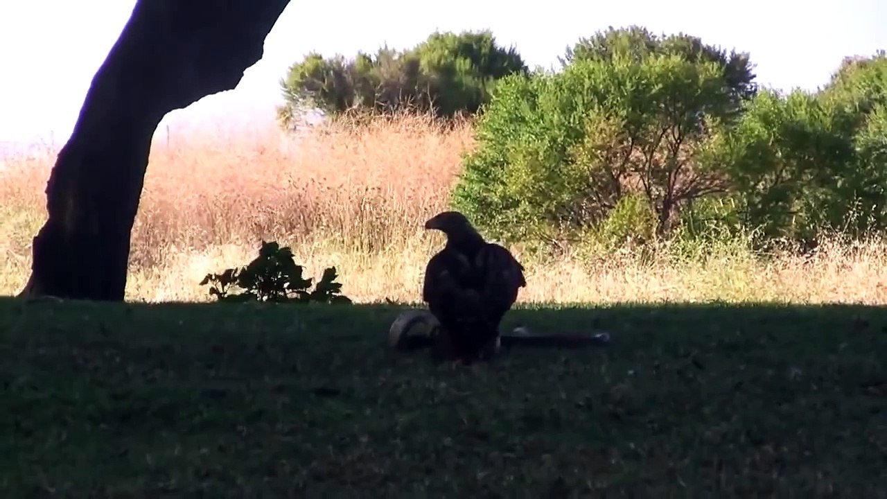 Орел против змеи
