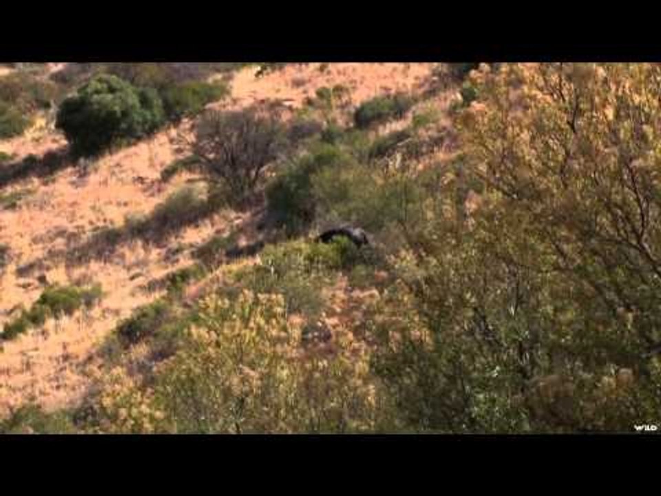 Where in the World is Colorado Buck?  - RSA Cape Buffalo