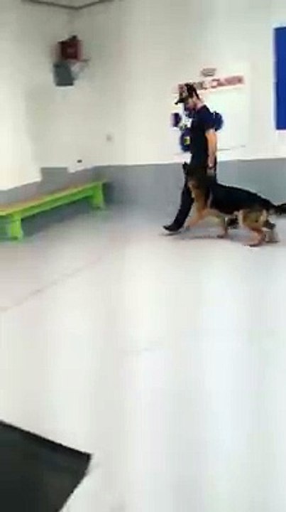 Maiden B3 en entraînement pour Obéissance-3 🐕