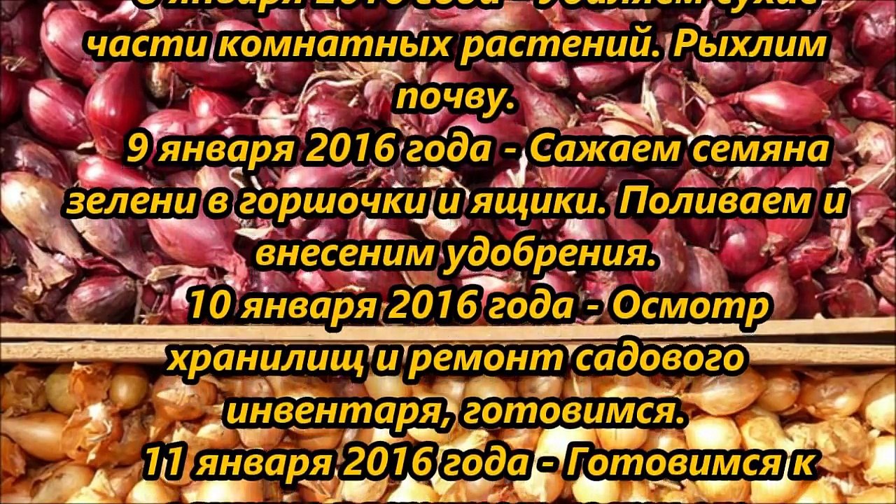 Посевной календарь на январь