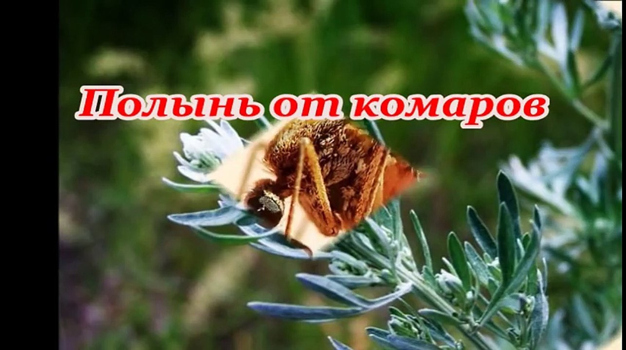 Народные средства от комаров