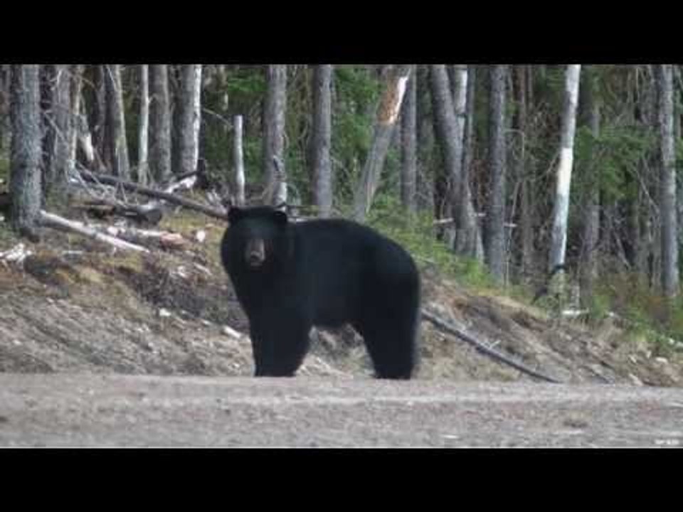 Black Bear Hunter Or Bear Prey