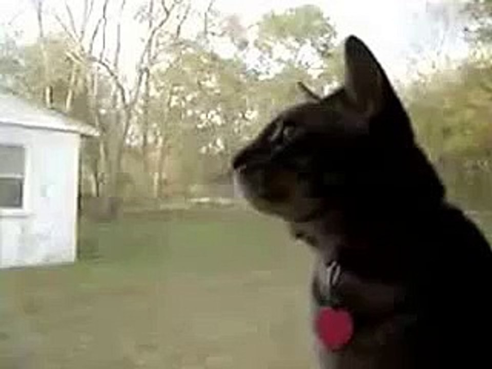 ПРИКОЛ - Кот трещит как инопланетянин