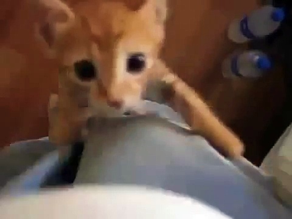 Голодный котенок