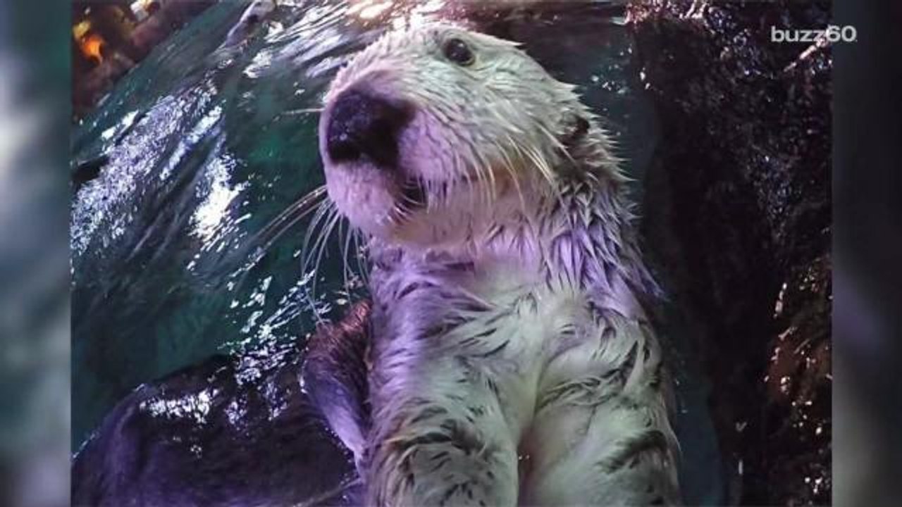 Animals using selfie sticks in water is awesome.
