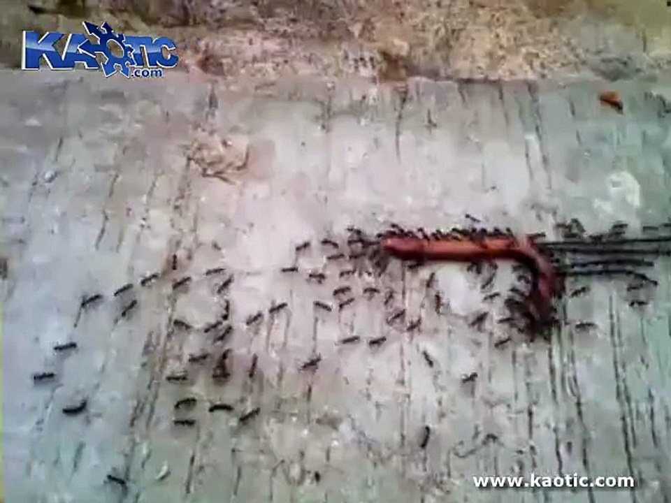 Ants Really Know The Meaning Of Working Together