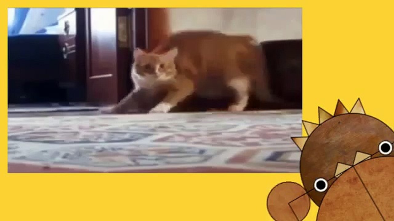 приколы с котиками видео