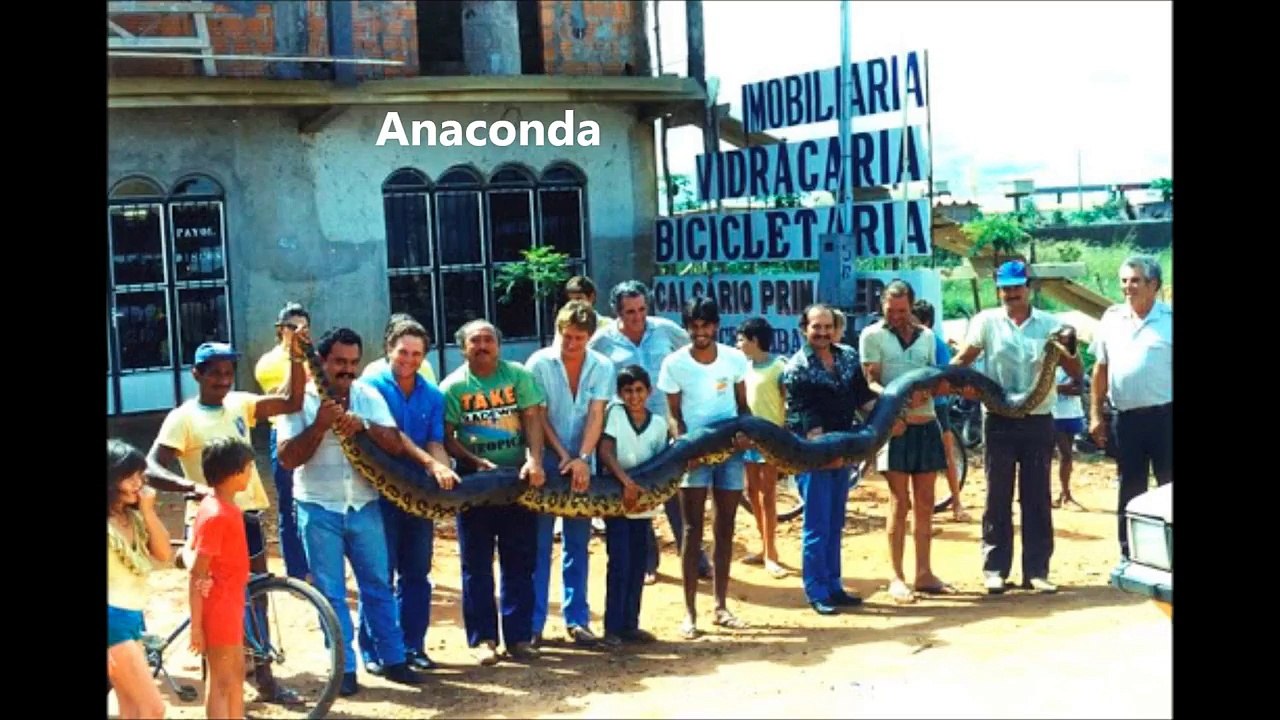 Anaconda vs Python - Part 1 - What is the biggest snake in the world?