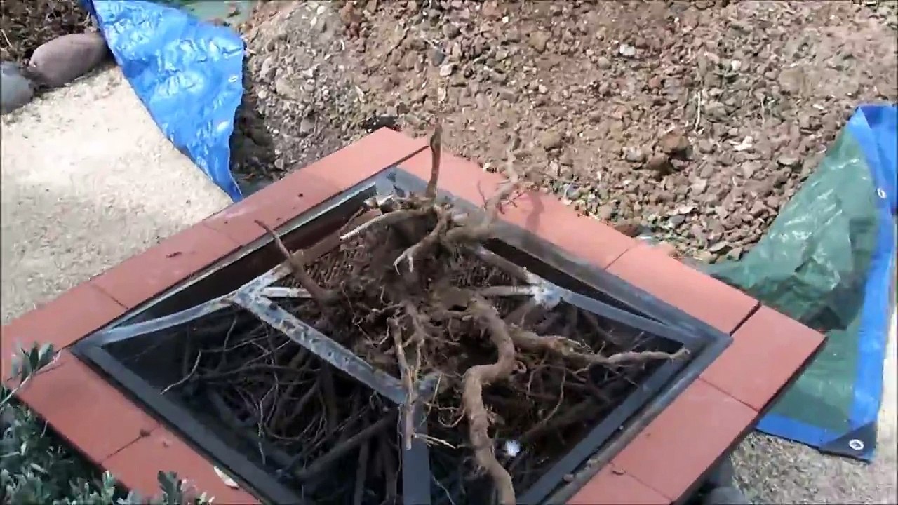 Guess what common plant this HUGE root ball is from-