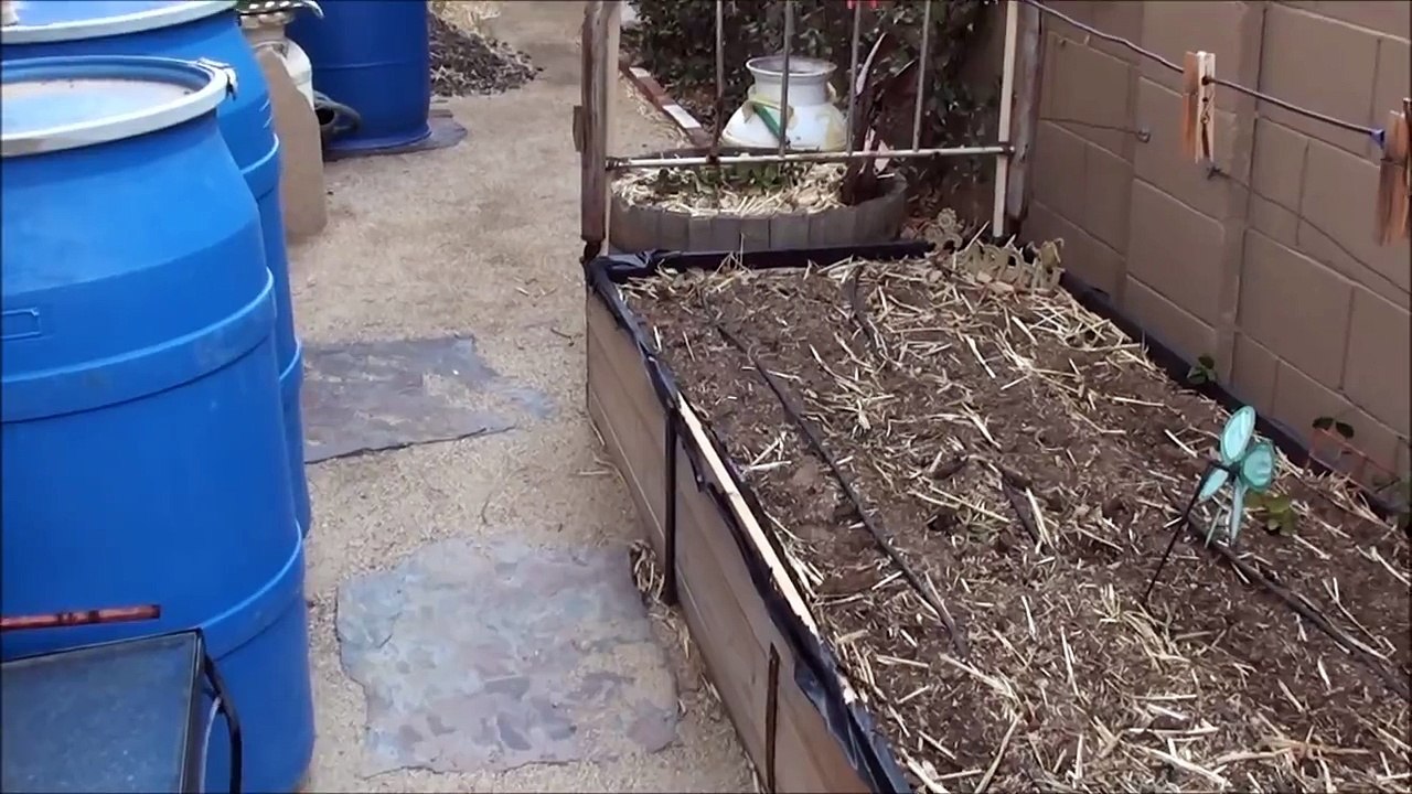 Lettuce on the loose!