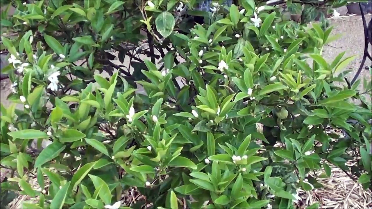 ORGANIC NAVEL ORANGE TREE first blossom and a BEE SAY'S HELLO!