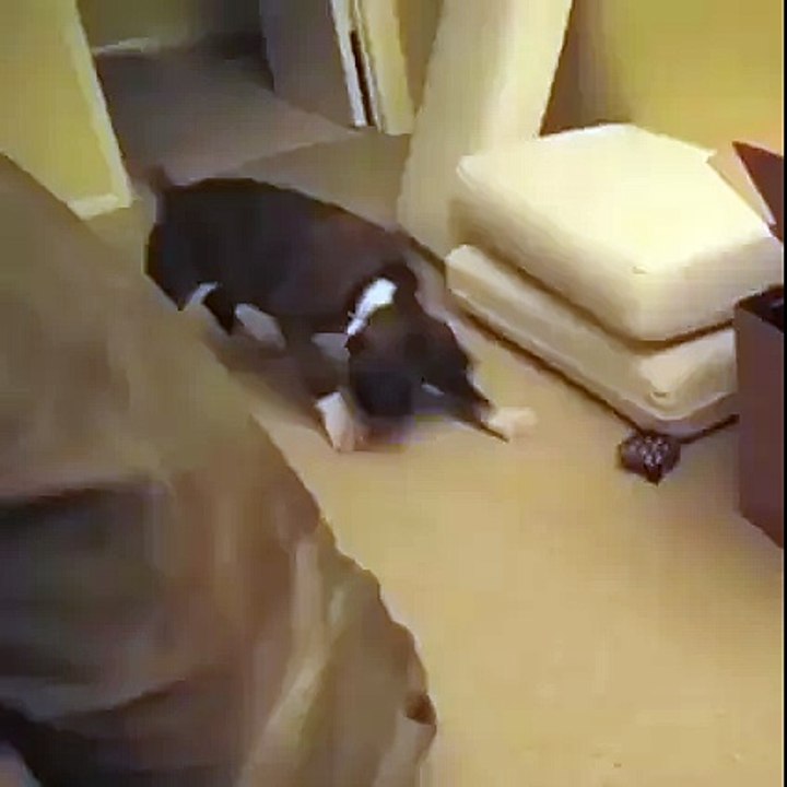 Today's Viral Aww Moment