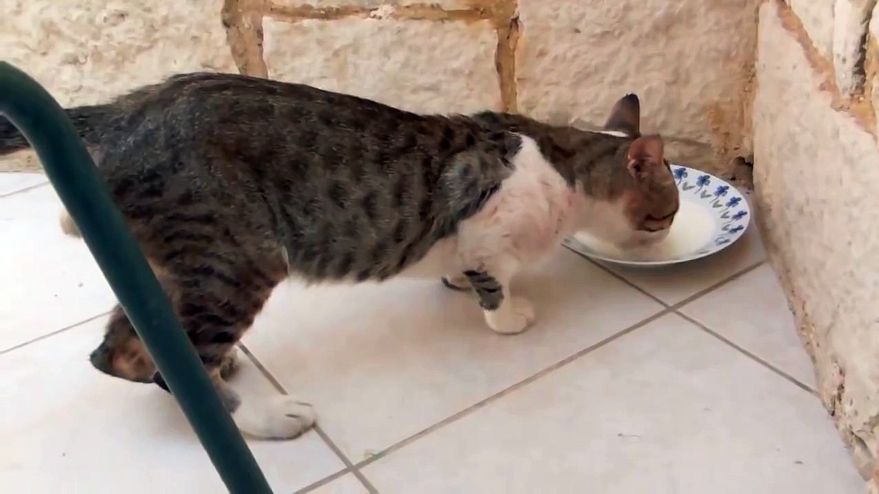 Как пьет кошка, замедленная съемка языка