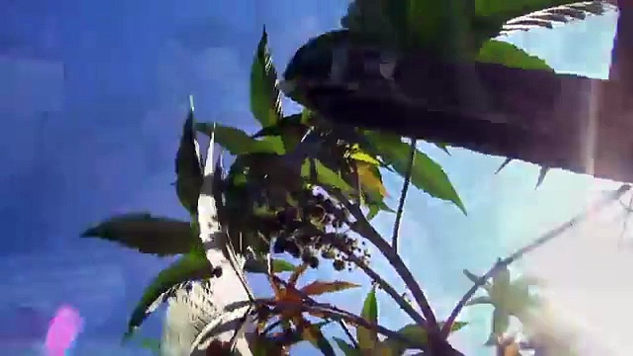 pastor alemao resgate