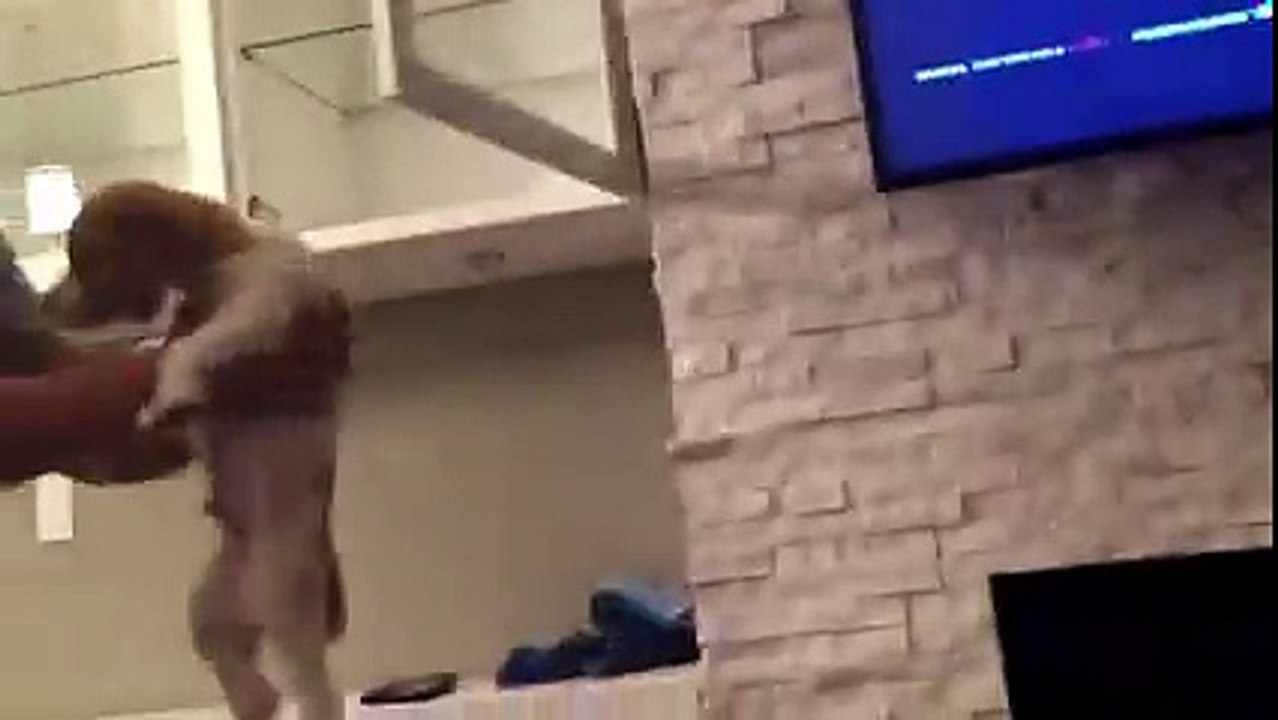 How much is that doggy in the window.