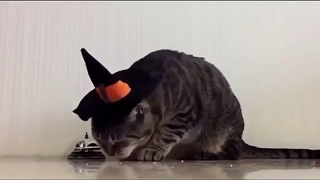 Зря кота научили)