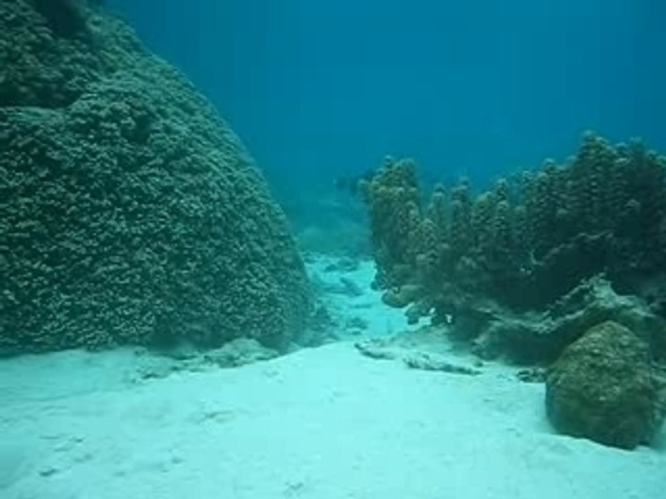 Tahiti - les requins