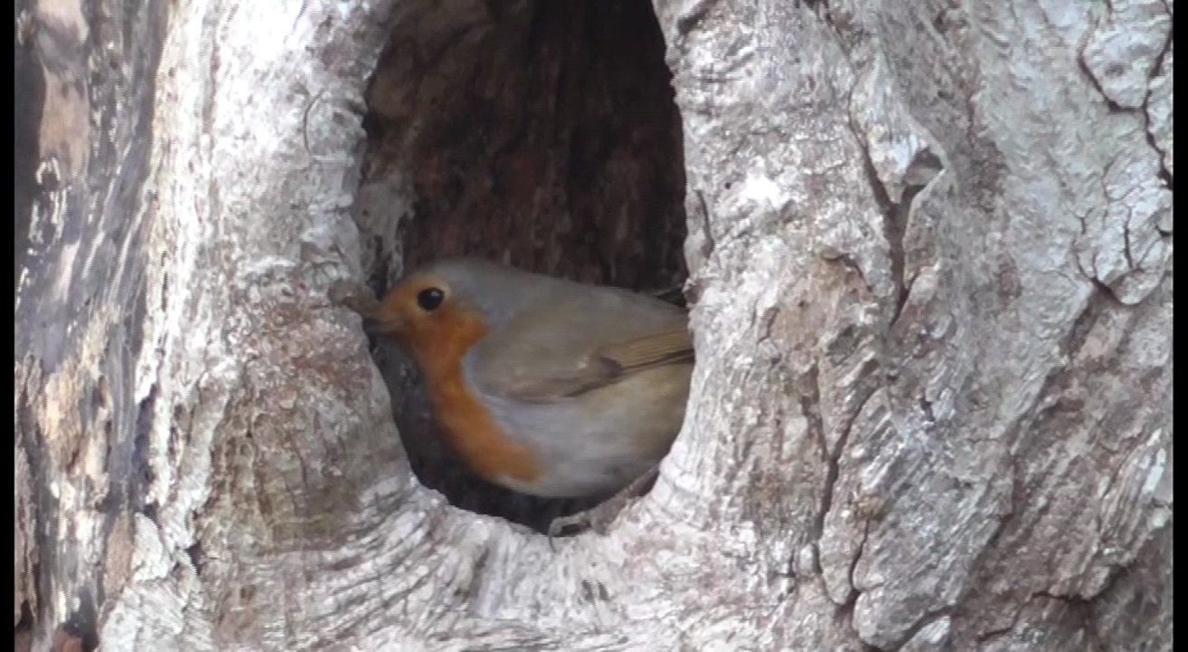 Lê restos du Tcheur su lê ouésiaos