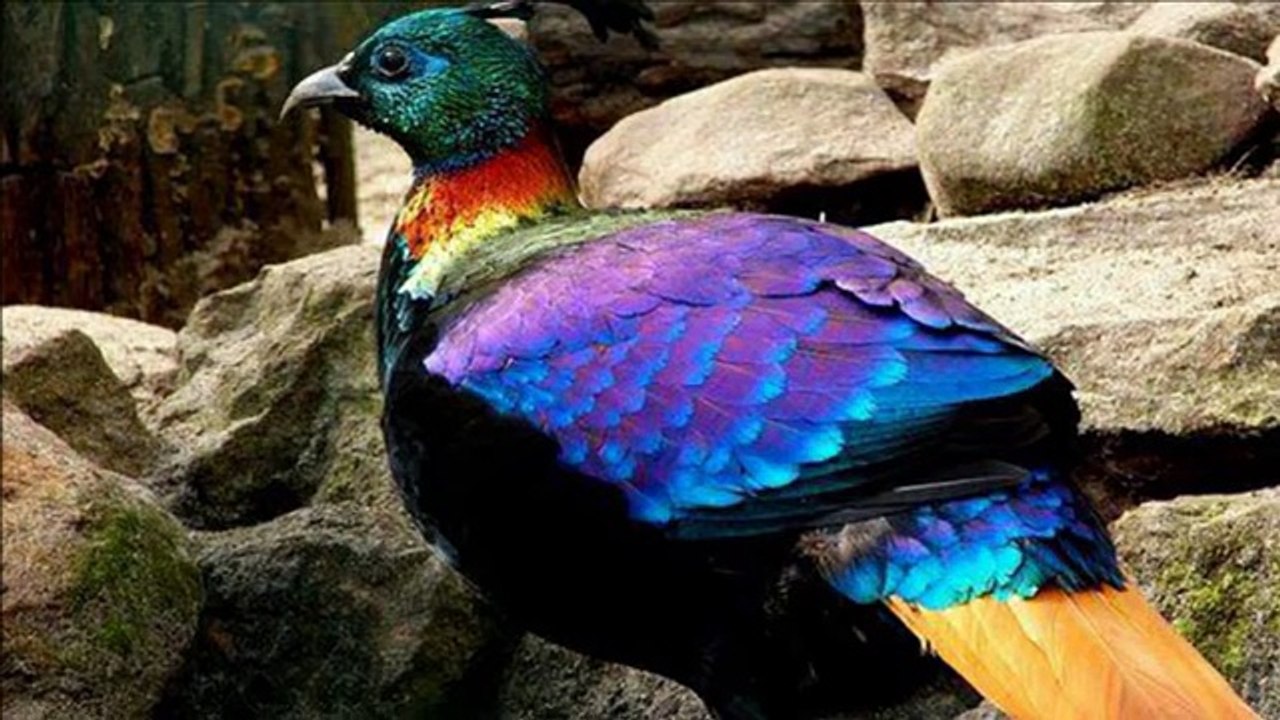 Beautiful Birds 2016 top songs 2016 best songs new songs upcoming songs latest songs sad songs hindi songs bollywood songs punjabi songs movies songs trending songs mujra dance Hot songs