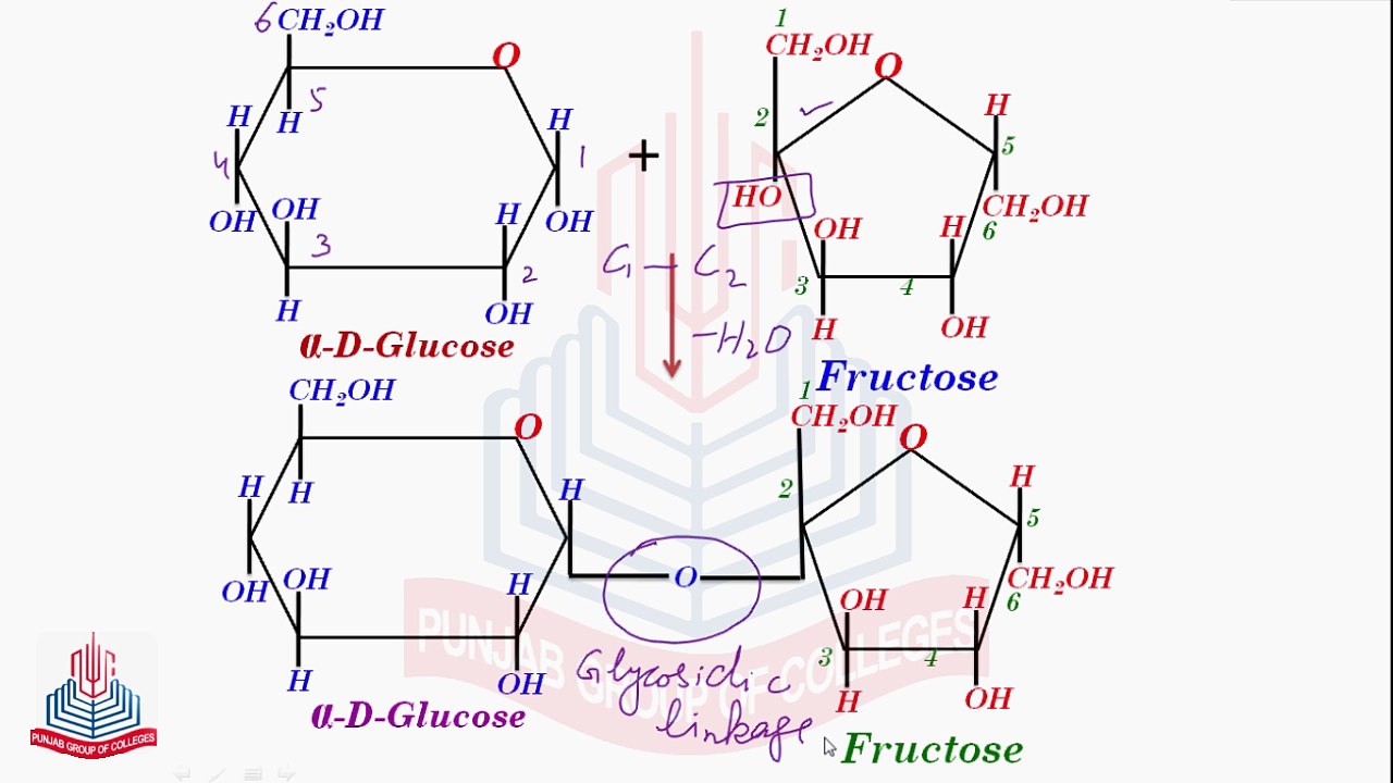 Classification of Carbohydrates  ( OilgoSaccharides & PolySaccharides  )