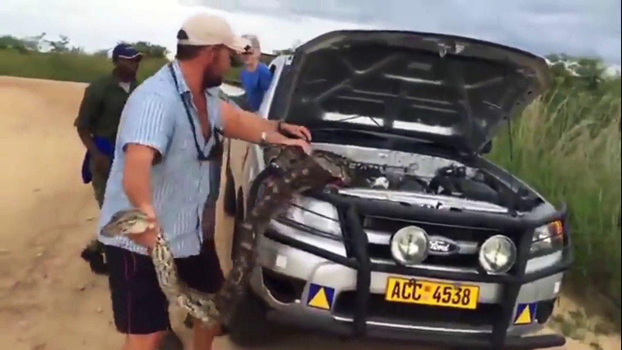 Hidden Python Discovered Under Car Bonnet