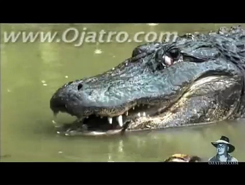 Python vs Alligator - Python attacks Alligator