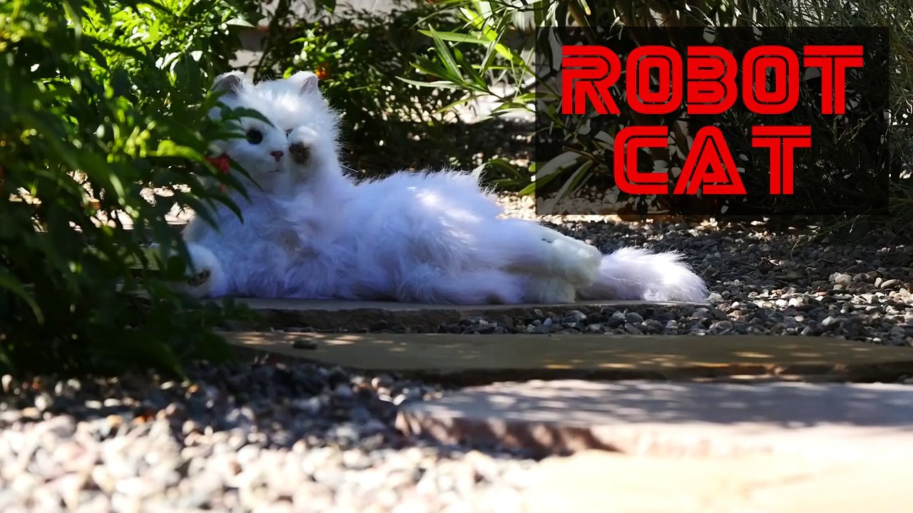 Реакция  кота на кота-робота