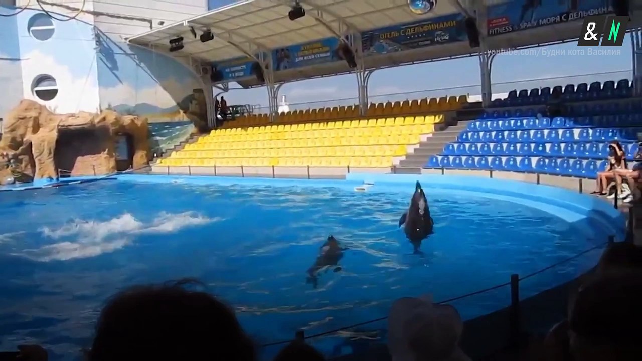 Минобороны РФ хочет купить 5 дельфинов