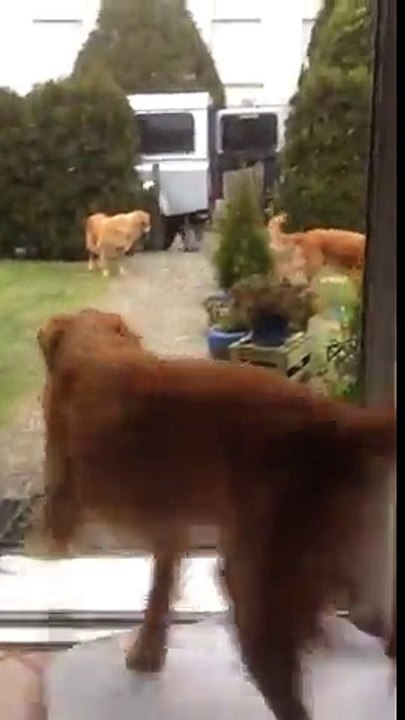 Армия грузчиков