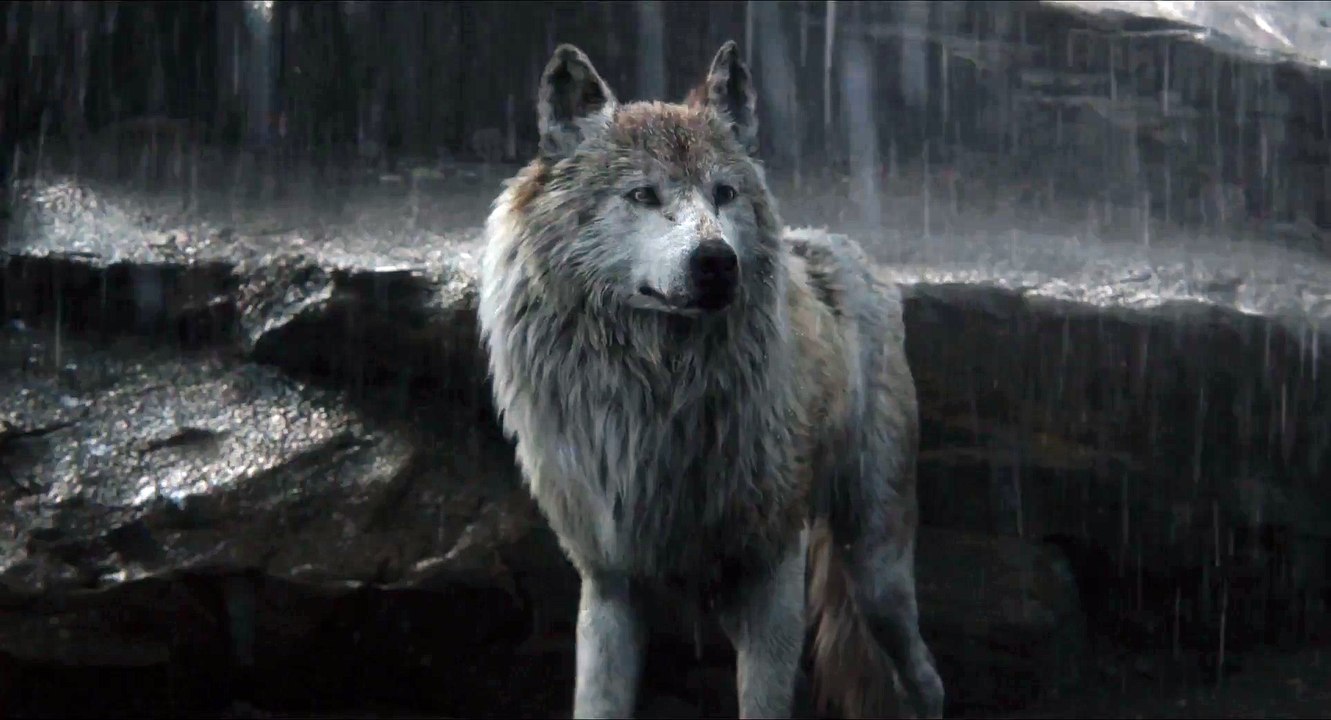 Книга джунглей 2016 - Маугли покидает стаю