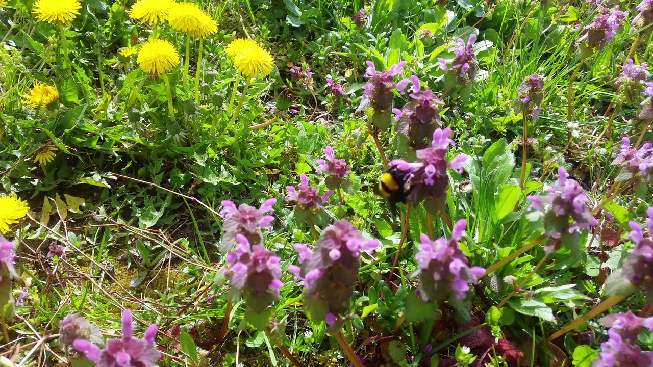 Stunning 4K Nature Video 🌿