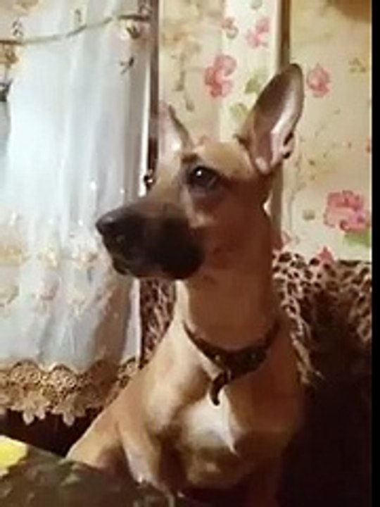 Смешная реакция собаки