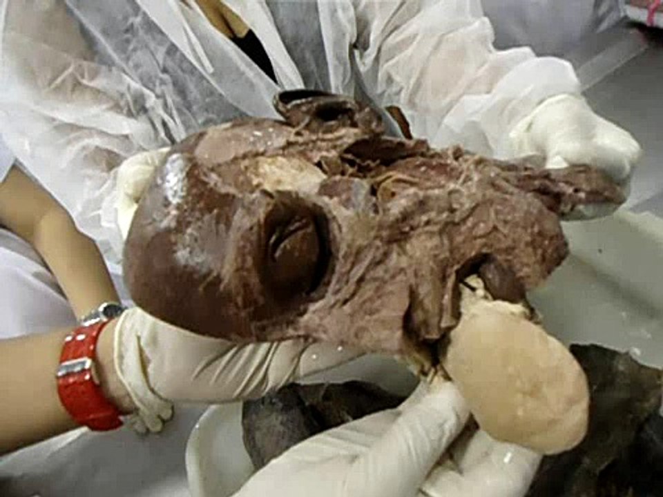 AULA PRÁTICA - ANATOMIA