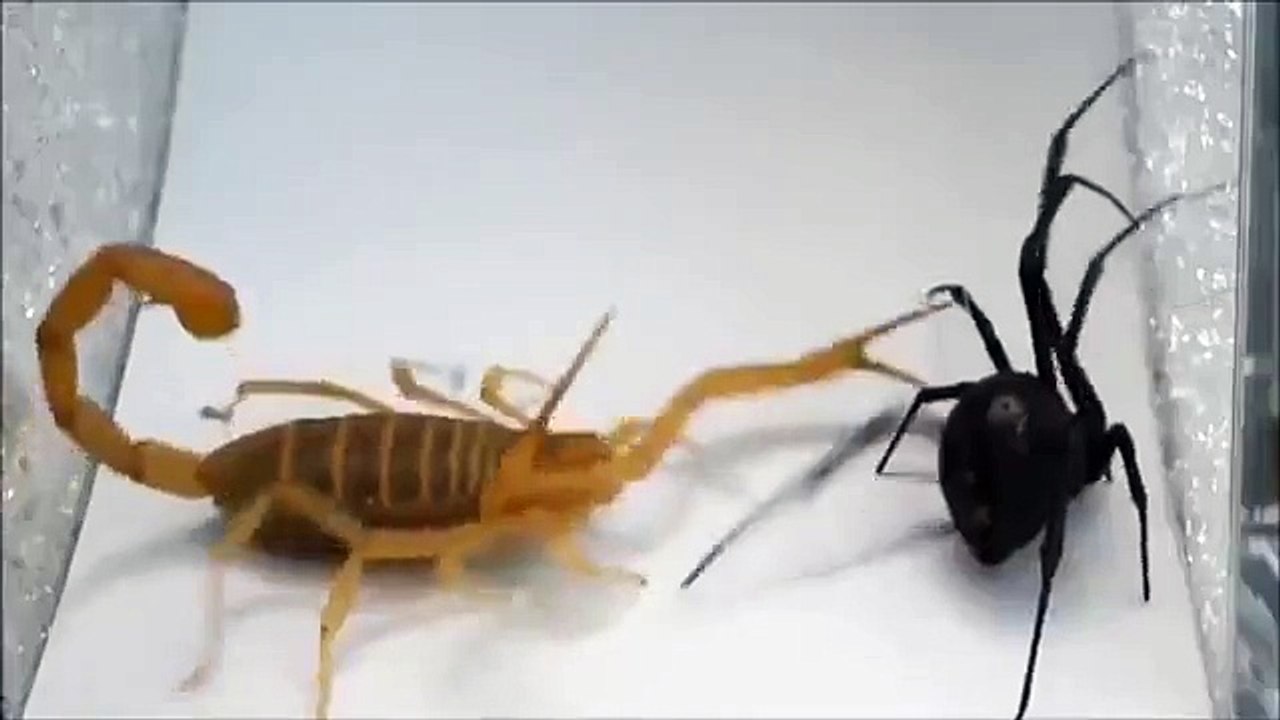 Violent affrontement entre un scorpion et une veuve noire