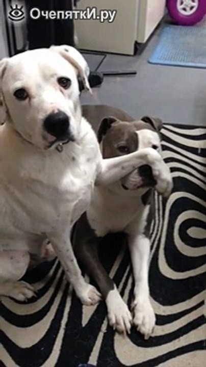 Не выдавай секретов))):) крутые собаки