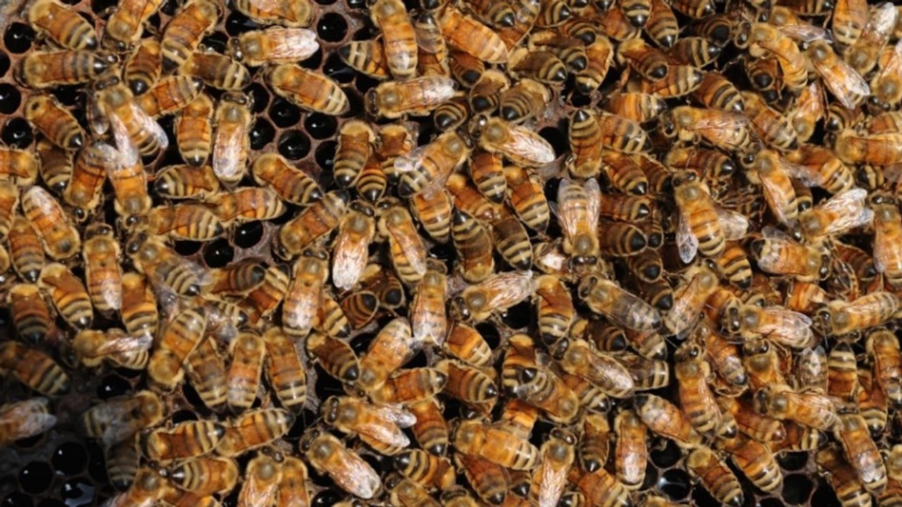 What to know about bee attacks