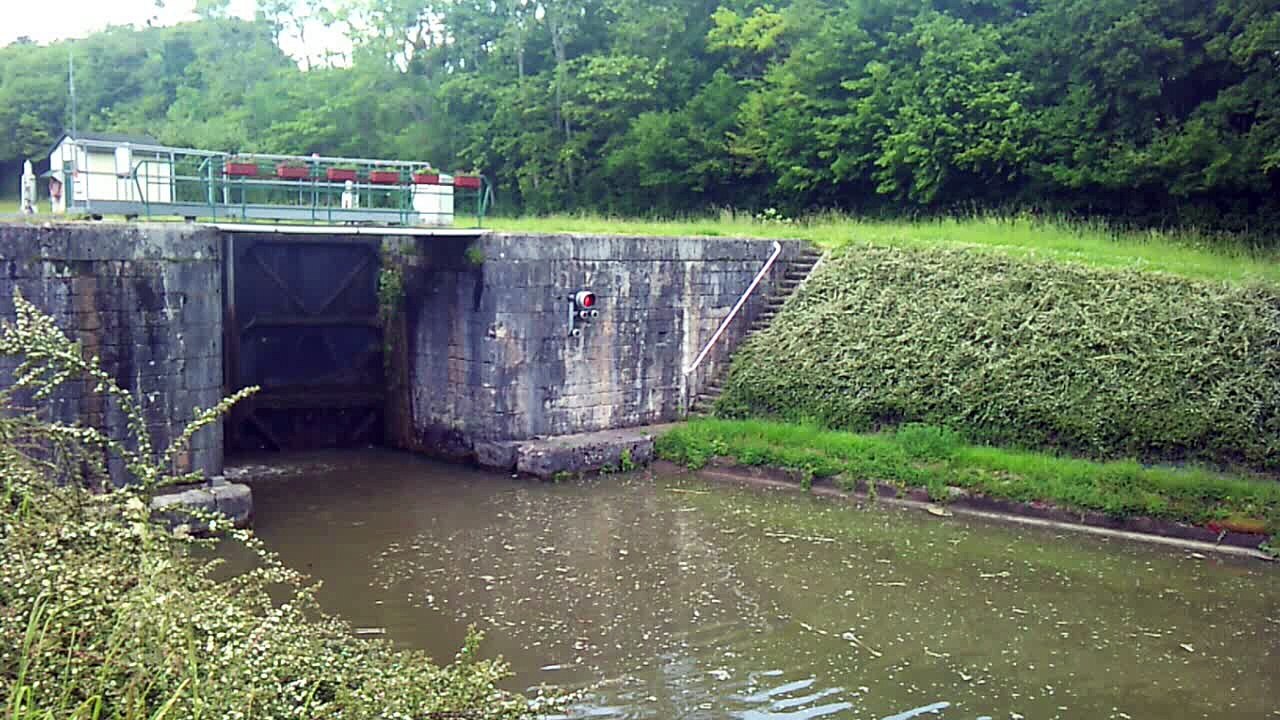 Bambi saved from drowning