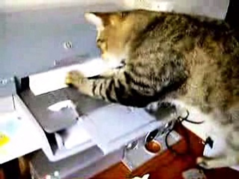 Принтер против кота