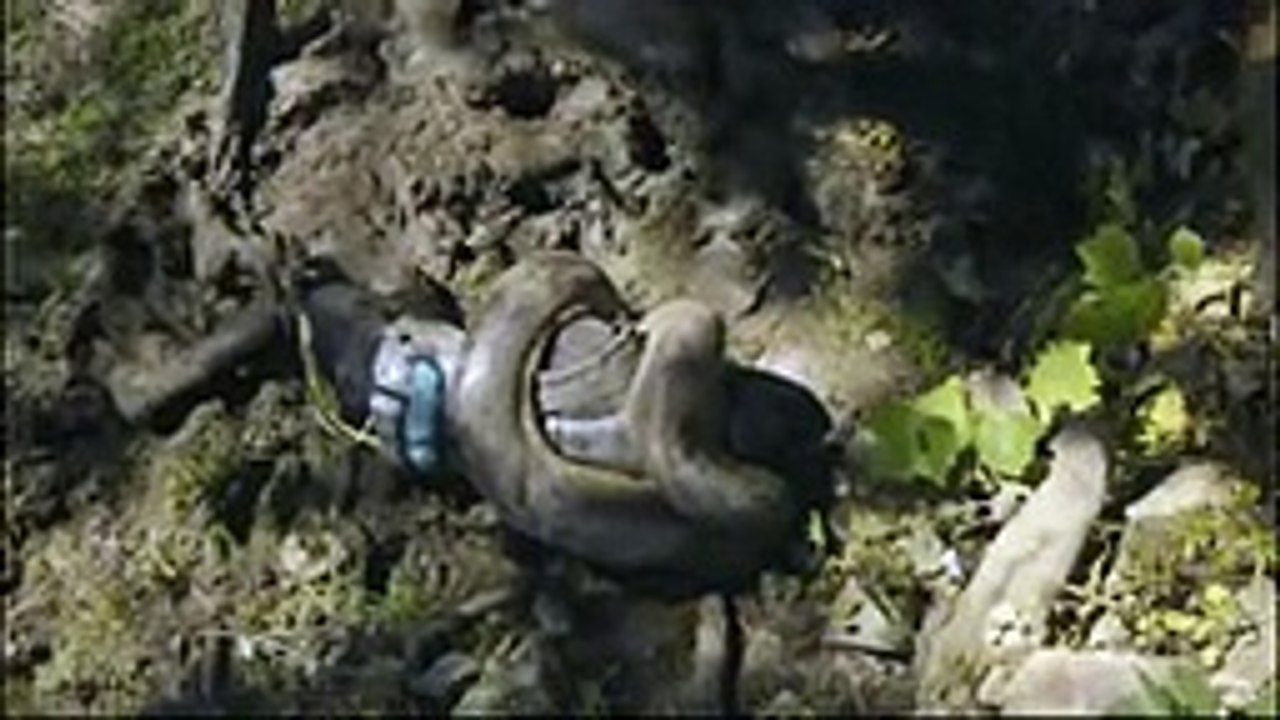 The snake which is the biggest in world