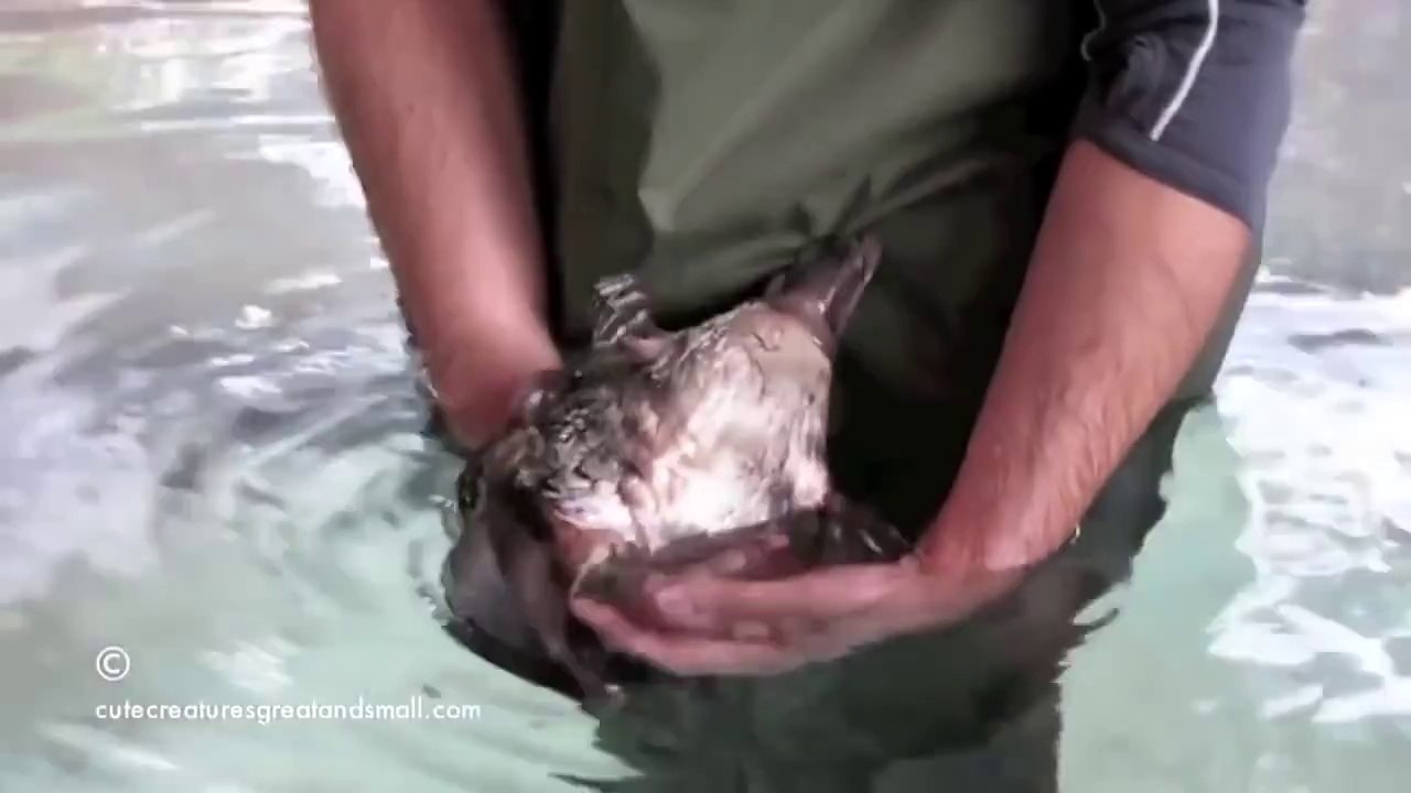 Утконос вызывает смех до слез!